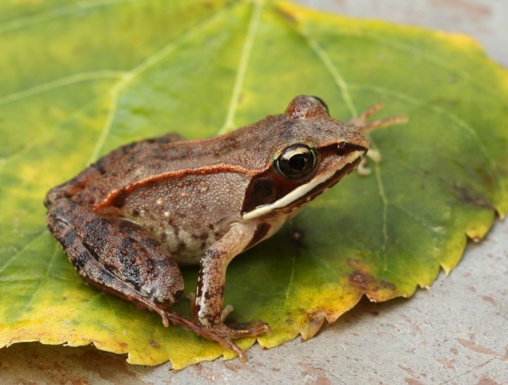 Wood Frog